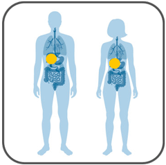 MRCP (Dar­stellung des Gallen­gang­systems und des Bauch­speichel­­drüsen­ganges)